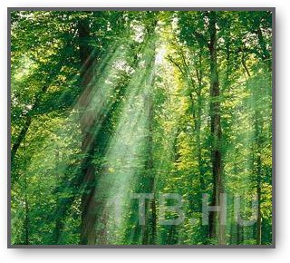 Mágikus 3D Forest Android programok